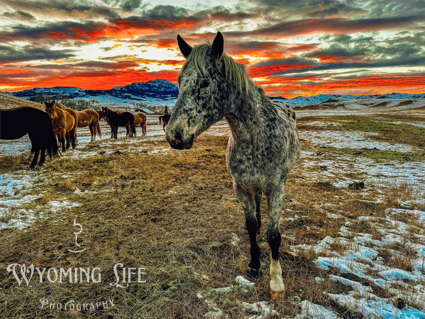 Metal, Appaloosa at Sunset