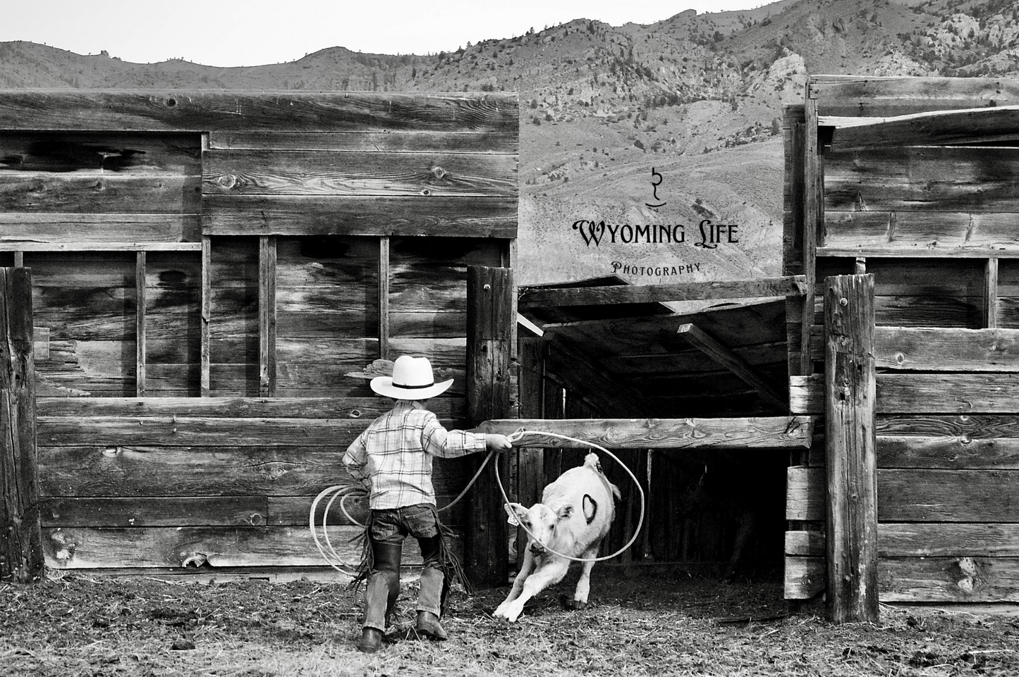 Canvas, Determined Buckaroo 2