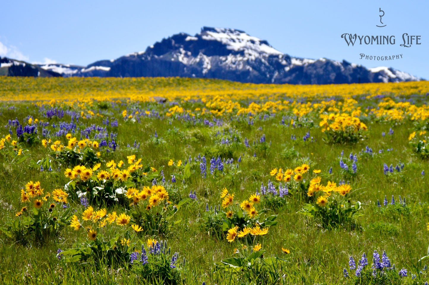 Matte Print, Arrowleaf Balsamroot Heaven