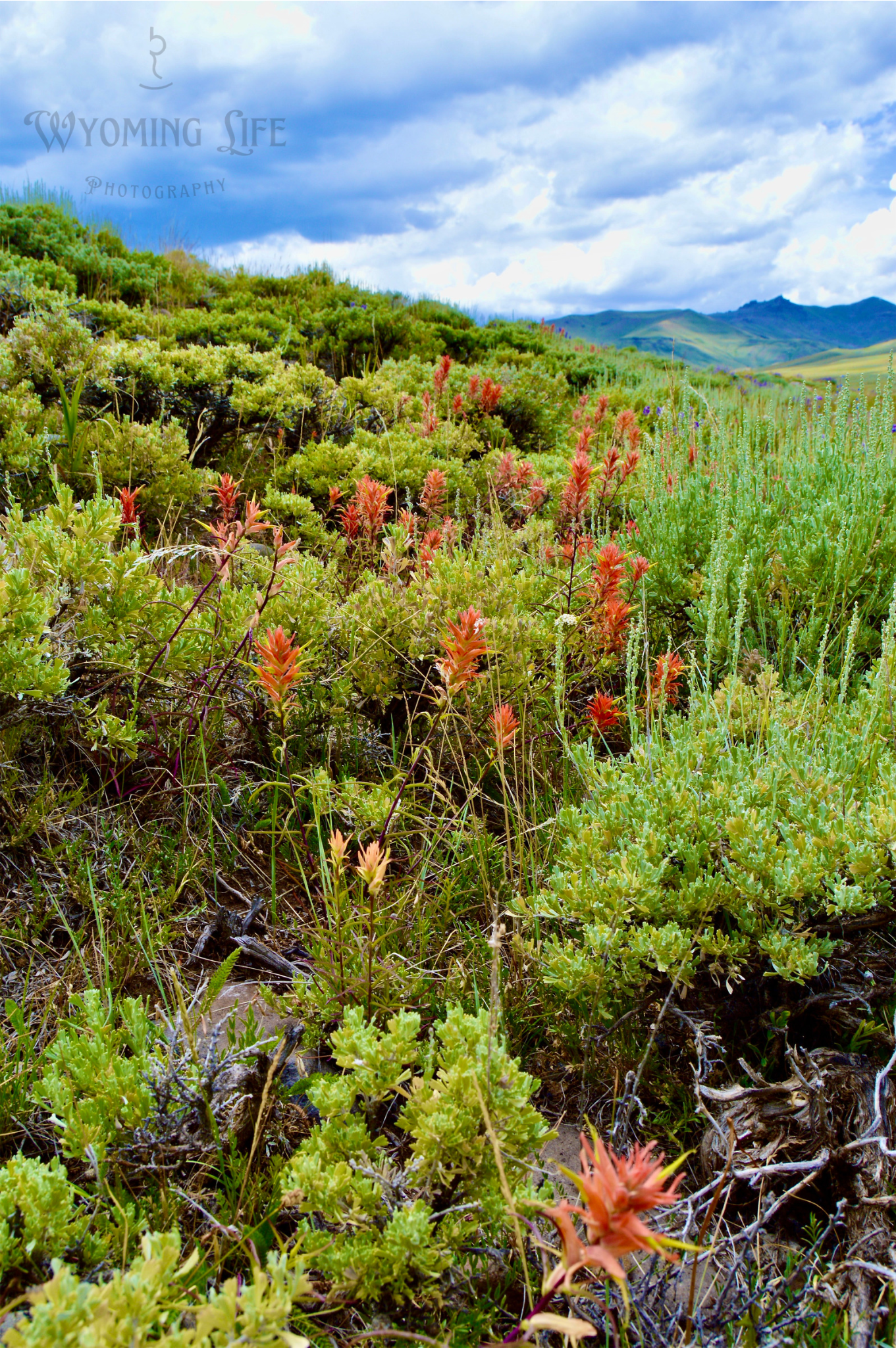 Canvas, Prairie Fire
