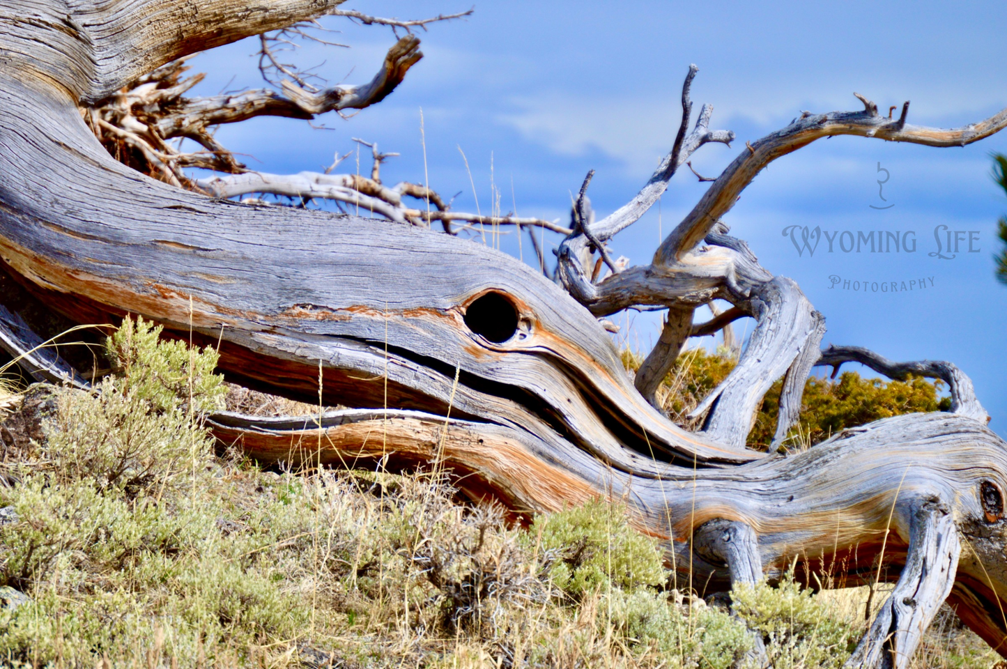 Metal, Dead Log