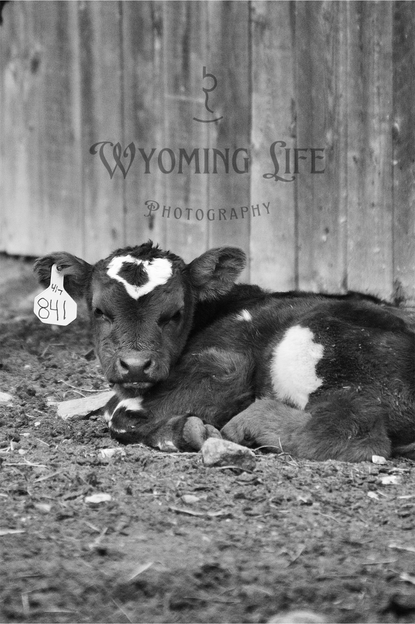 Matte Print, Calf with Heart