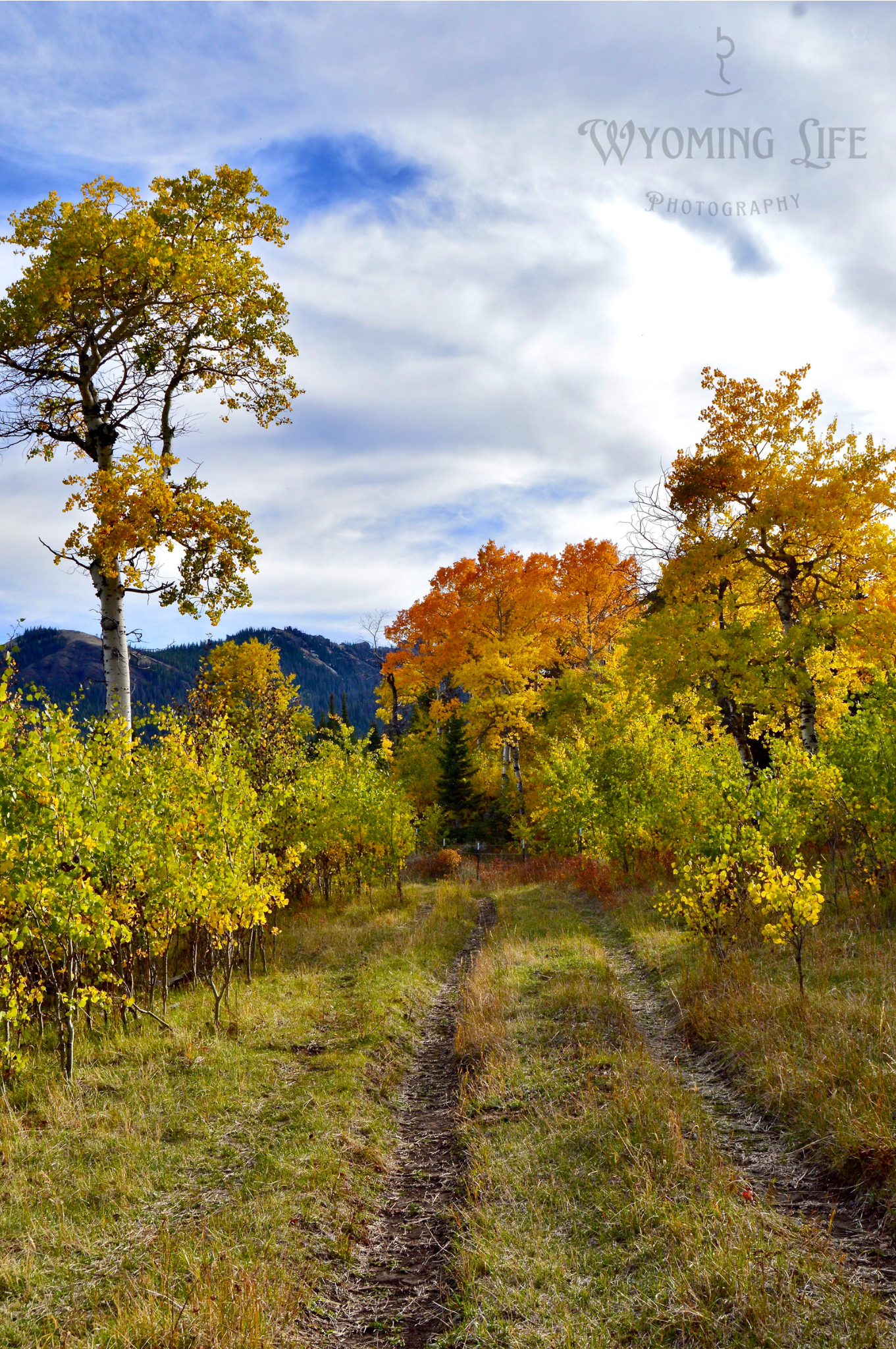 Matte Print, Autumn Road