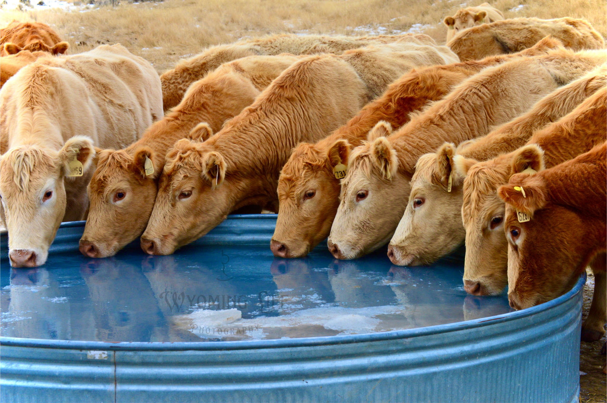 Cattle – Wyoming Life Photography