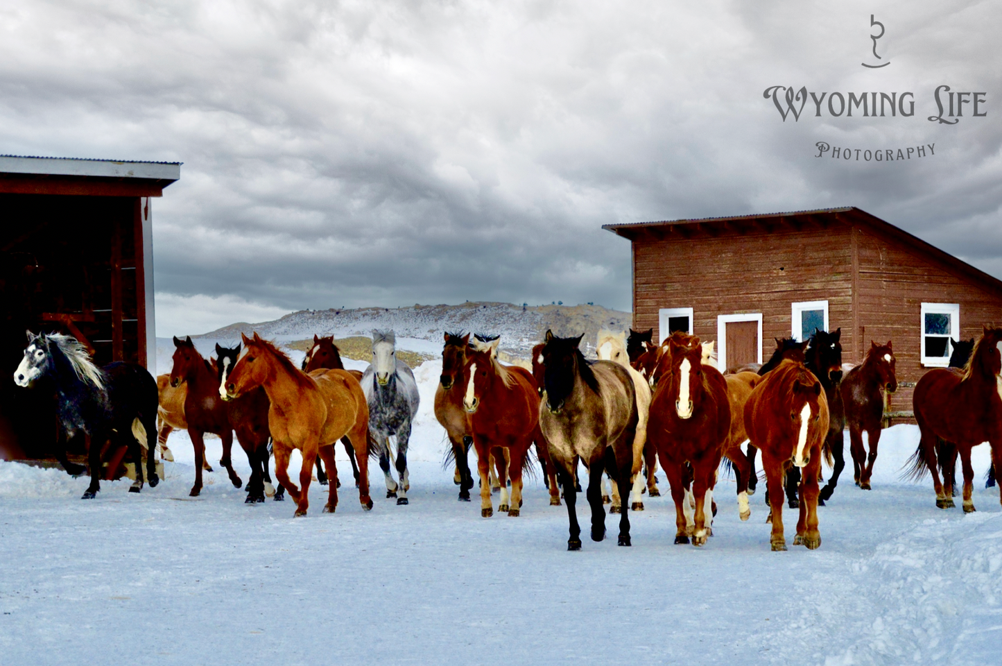 Canvas, Wrangling The Cavvy