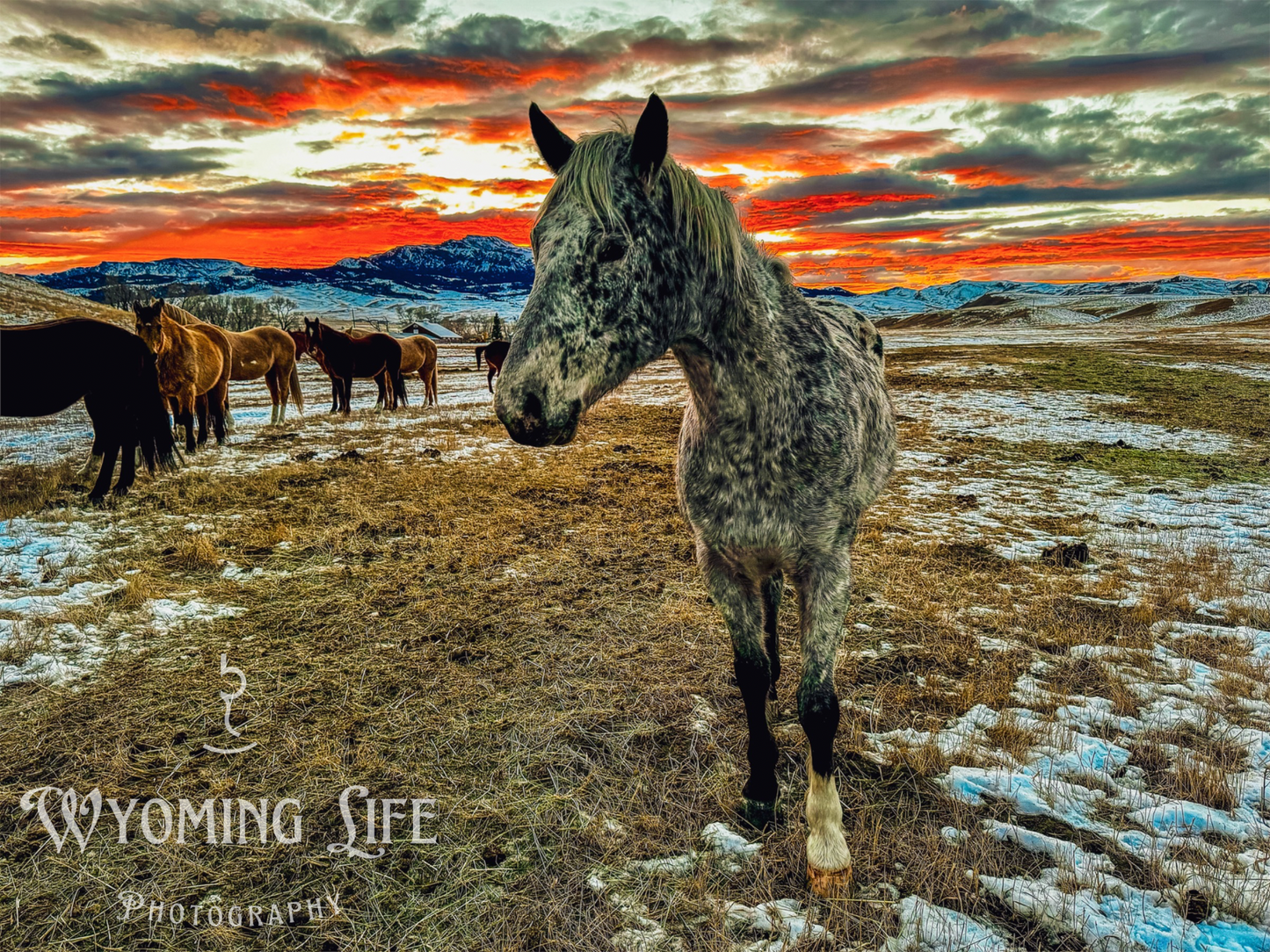 Canvas, Appaloosa at Sunset