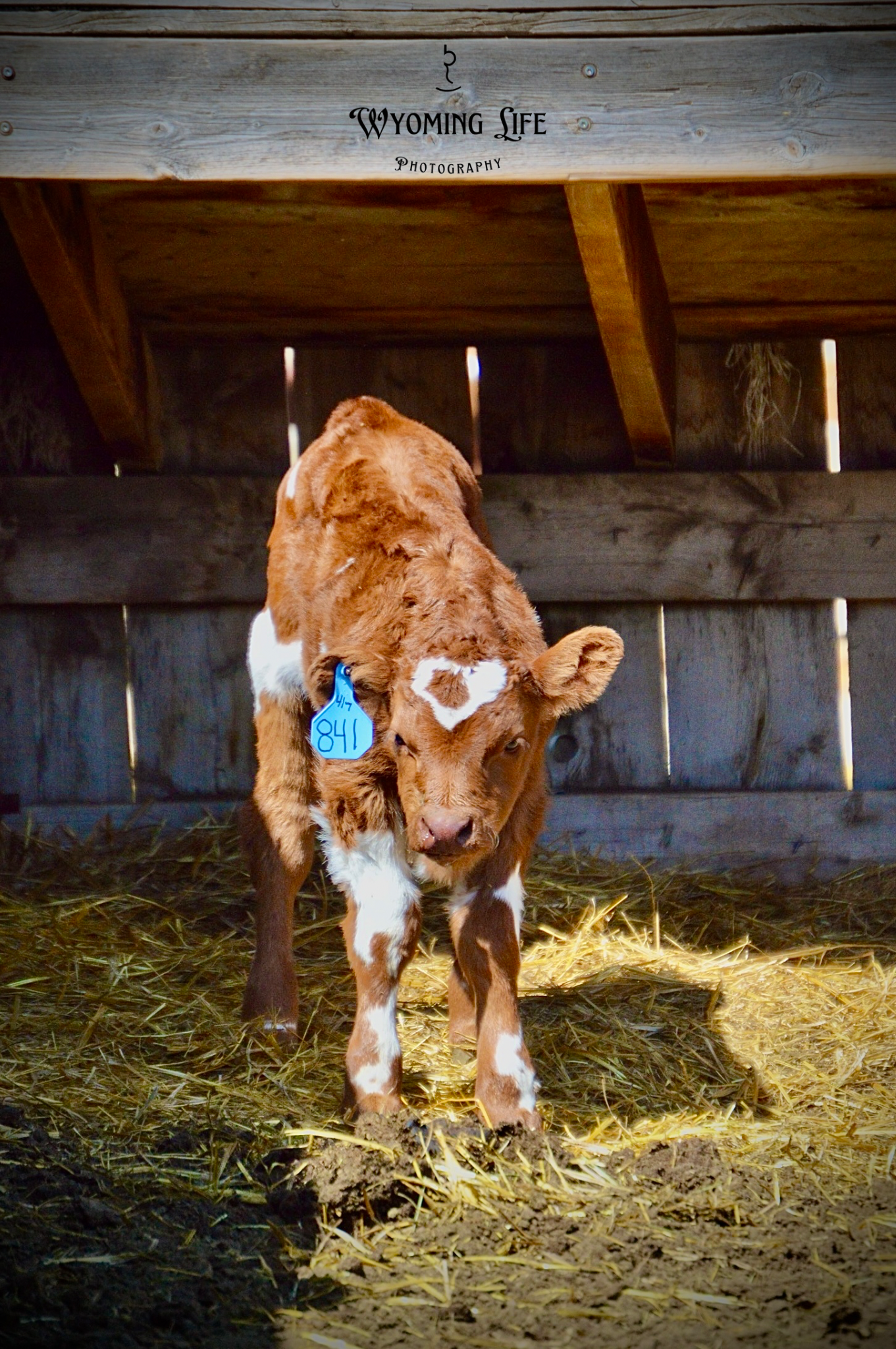 Canvas, Calf with Heart (Color)