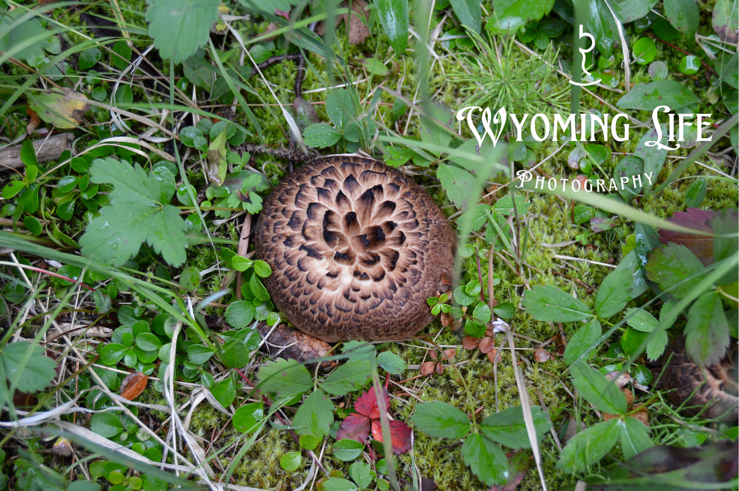 Canvas, Forest Mushroom