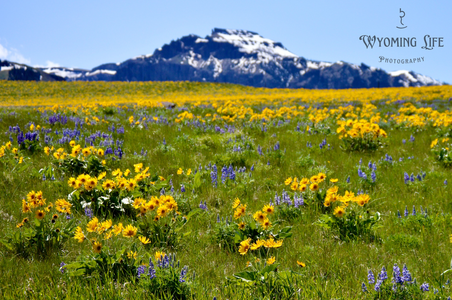 Metal, Arrowleaf Balsamroot Heaven