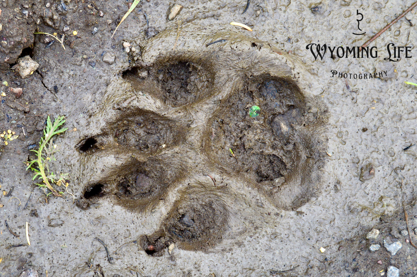 Matte Print, Muddy Wolf Track