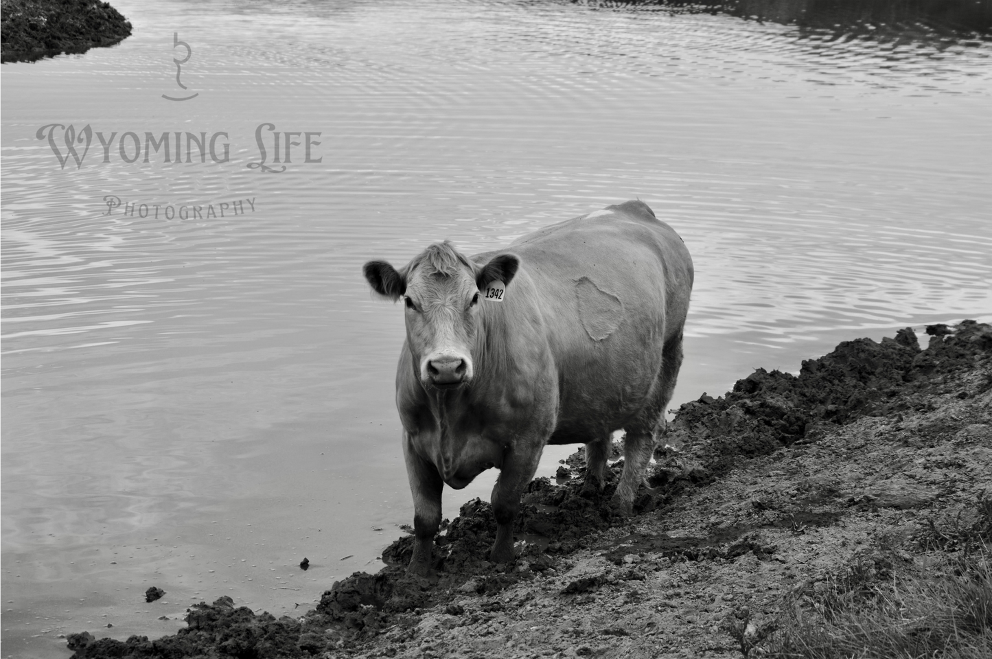 Matte Print, Dead Cow Reservoir