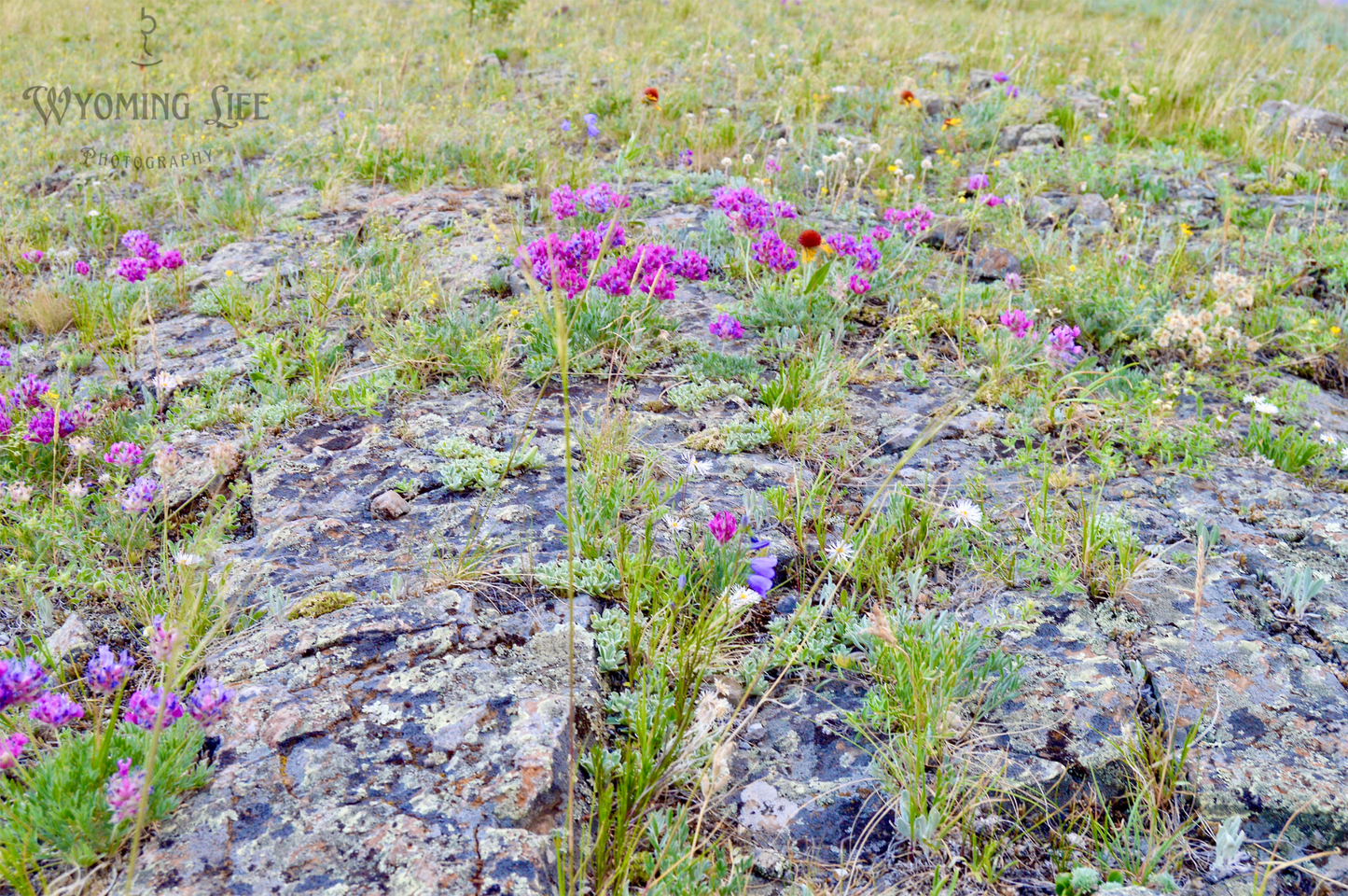 Metal, Wild Flowers on Rock