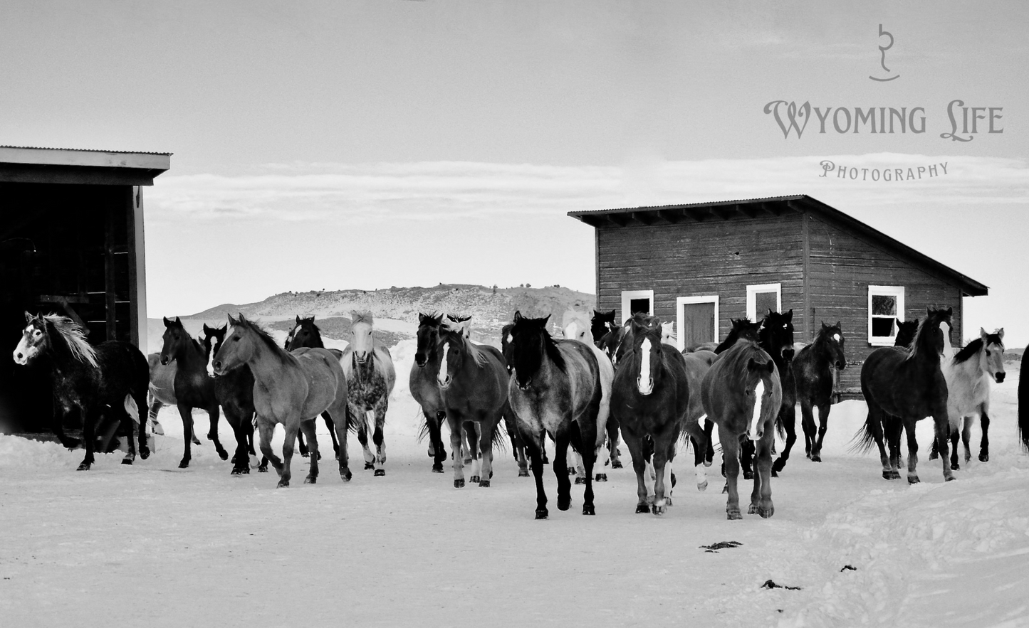 Metal, Wrangling The Cavvy B/W