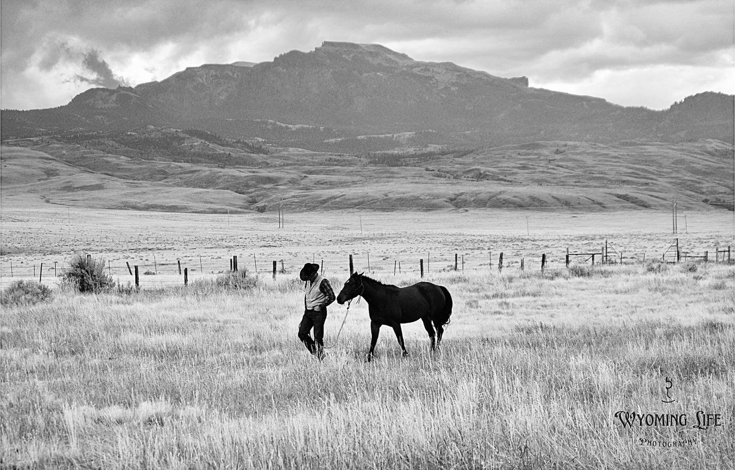 Canvas, Catching a Horse