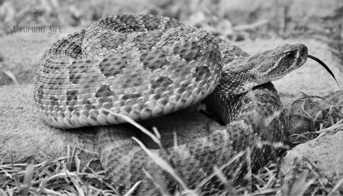 Metal, Prairie Rattle Snake