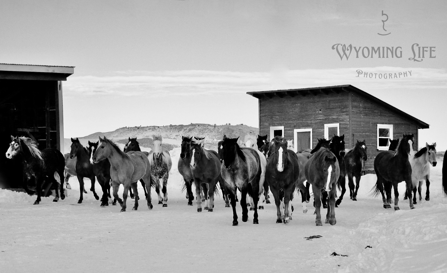 Matte Print, Wrangling The Cavvy B/W