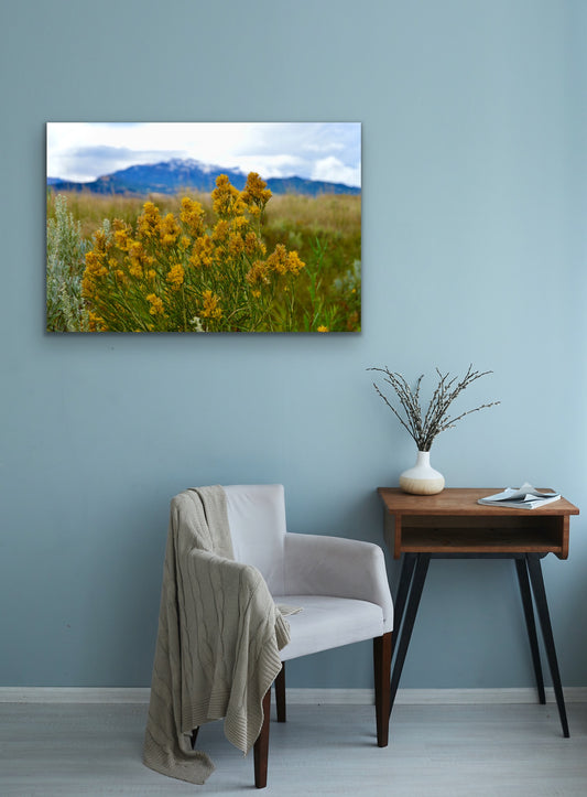 Canvas, Rabbit Brush