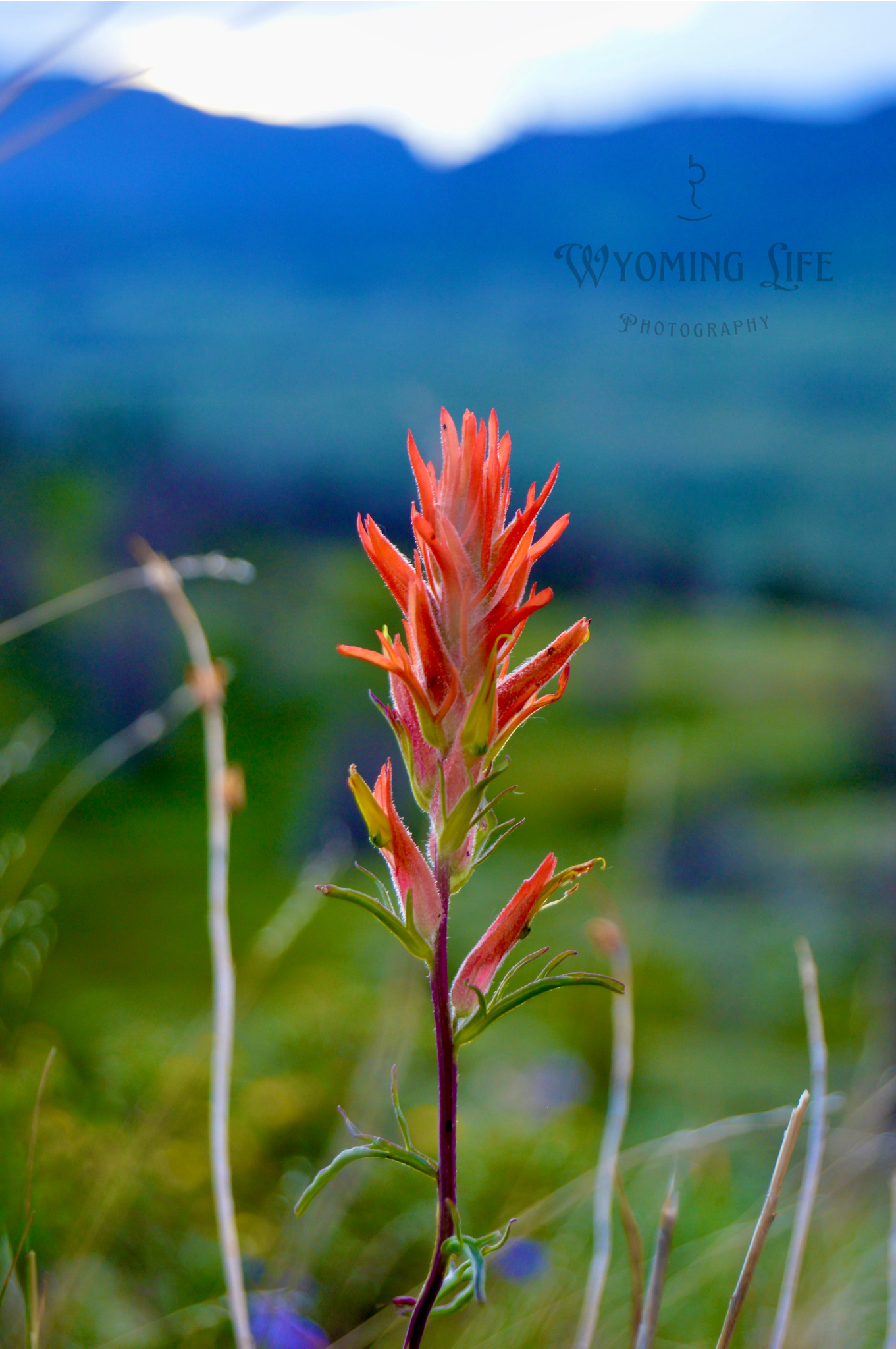 Canvas, Indian Paint Brush