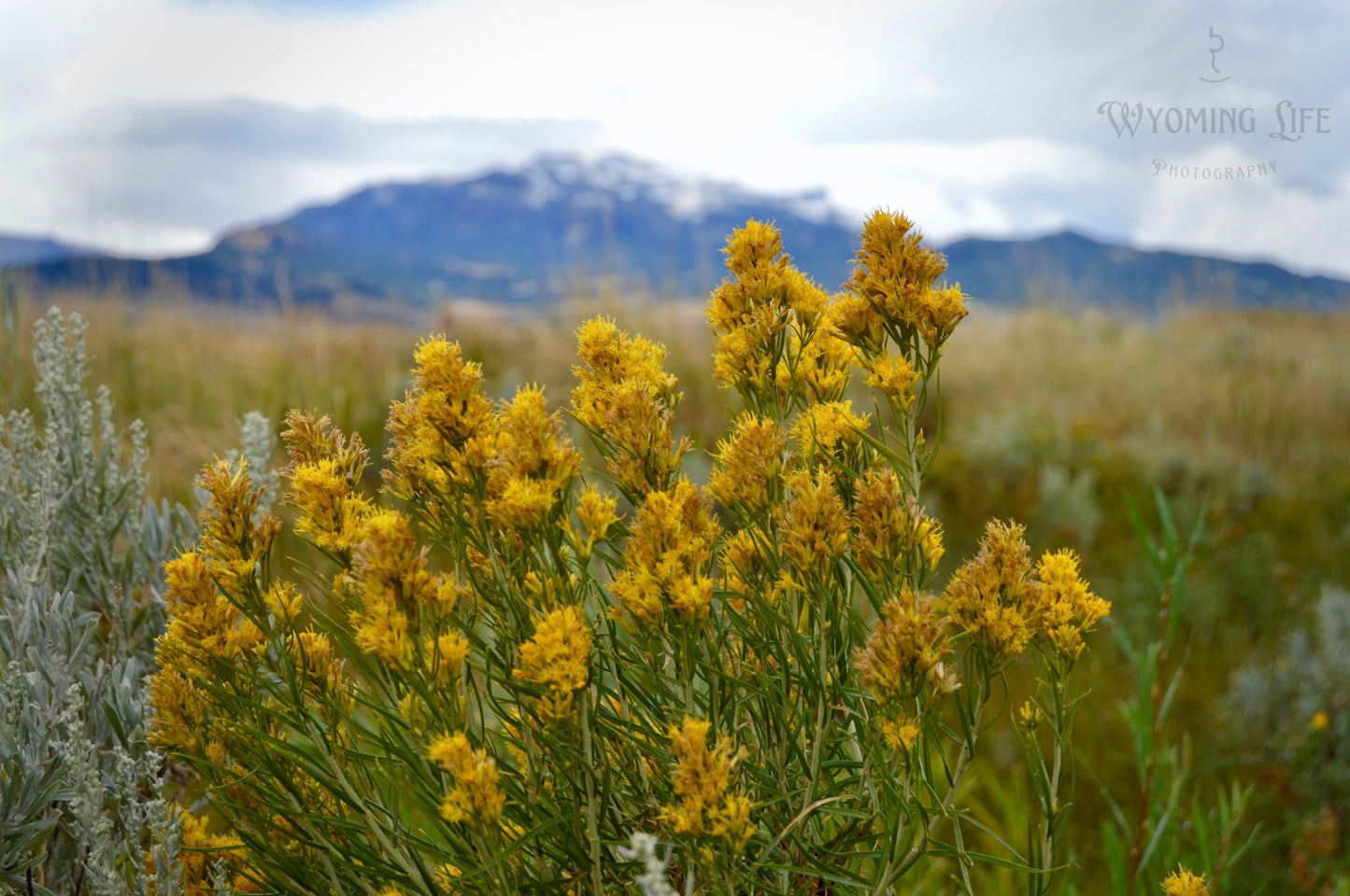 Matte Print, Rabbit Brush