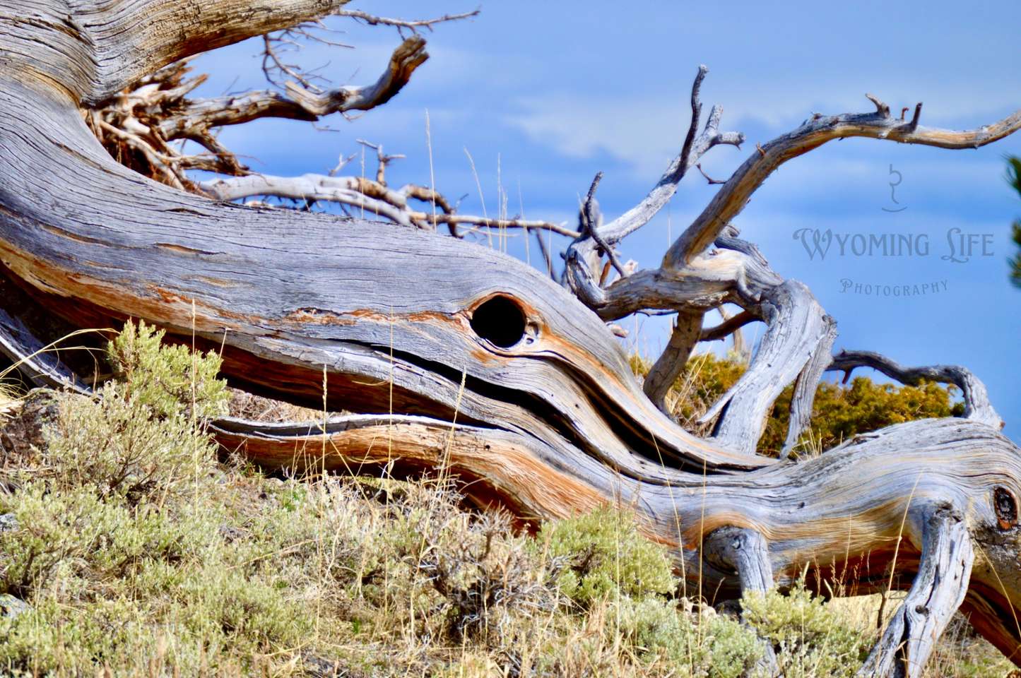 Canvas, Dead Log