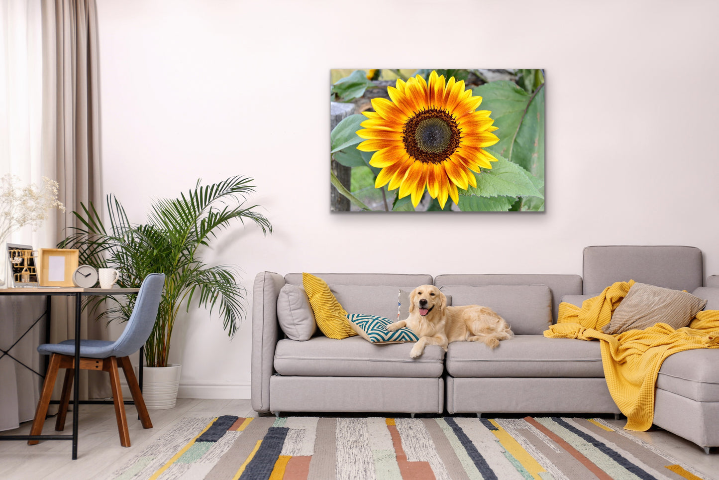 Matte Print, Evening Sun Sunflower