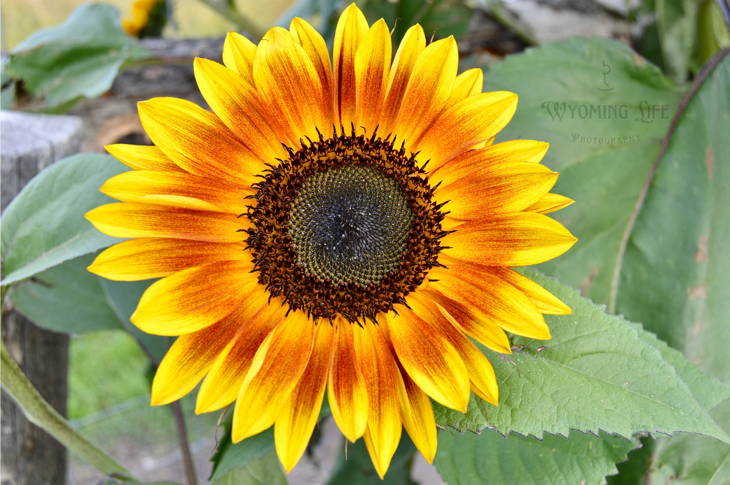 Matte Print, Evening Sun Sunflower