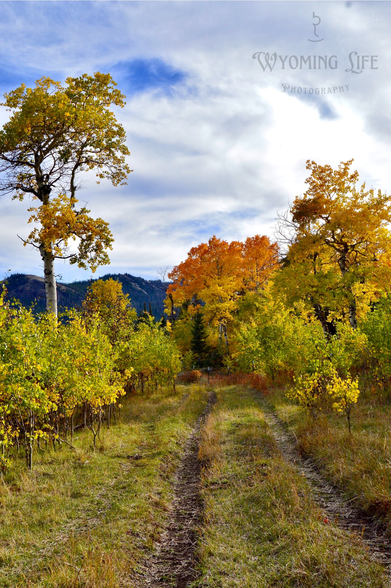 Canvas, Autumn Road